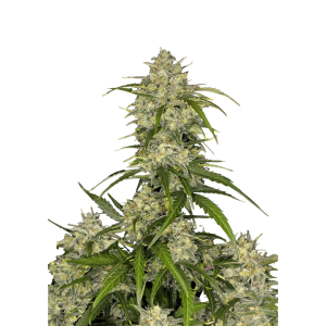 SCHNELLE KNOSPEN - SAURE EIFERSUCHT AUTO FEM