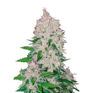 FAST BUDS - STARDAWG AUTO | Verfügbar solange der Vorrat reicht