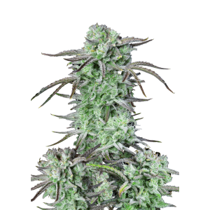 SCHNELLE KNOSPEN - ERDBEERE BANANE AUTO