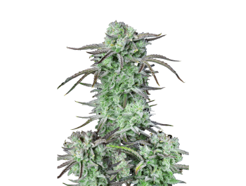 SCHNELLE KNOSPEN - ERDBEERE BANANE AUTO