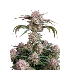 SCHNELL KNOSPEN - ERDBEERE GORILLA AUTO FEM