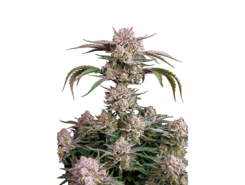 SCHNELL KNOSPEN - ERDBEERE GORILLA AUTO FEM