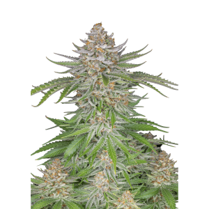 SCHNELLE KNOSPEN - ERDBEERKUCHEN AUTO