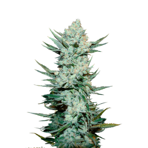 FAST BUDS - TANGIE'MATIC AUTO | Verfügbar solange der Vorrat reicht