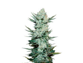 FAST BUDS - TANGIE'MATIC AUTO | Verfügbar solange der Vorrat reicht