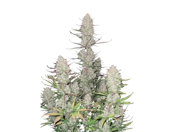 SCHNELLE KNOSPEN - TROPICANA KEKSE AUTO FEM