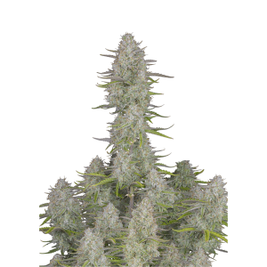 SCHNELLE KNOSPEN - HOCHZEIT KÄSEKUCHEN AUTO