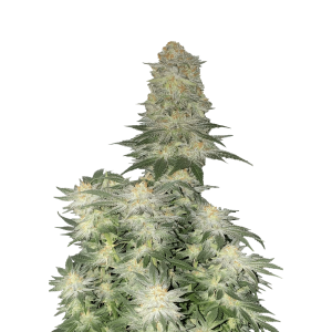 SCHNELL KNOSPEN - HOCHZEIT KÄSEKUCHEN SCHNELL BLÜHENDE FEM