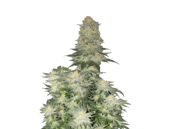 SCHNELL KNOSPEN - HOCHZEIT KÄSEKUCHEN SCHNELL BLÜHENDE FEM