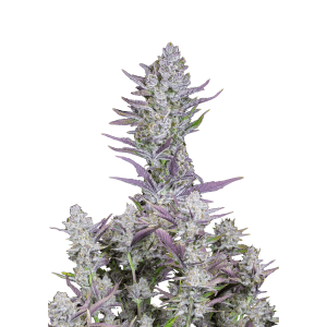 FAST BUDS - WEDDING GLUE AUTO FEM | Verfügbar solange der Vorrat reicht