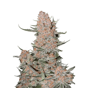 SCHNELLE KNOSPEN - ZTRAWBERRIEZ AUTO FEM