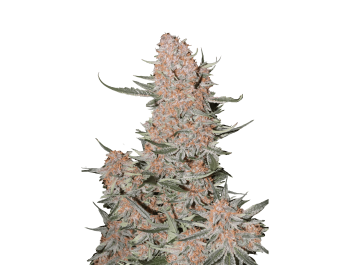 SCHNELLE KNOSPEN - ZTRAWBERRIEZ AUTO FEM