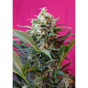 SWEET SEEDS - BIG DEVIL XL AUTO® FEM (SWS28)