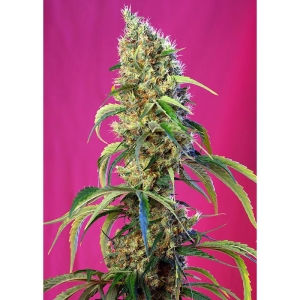 SWEET SEEDS - BLACK JACK CBD FEM (SWS68)