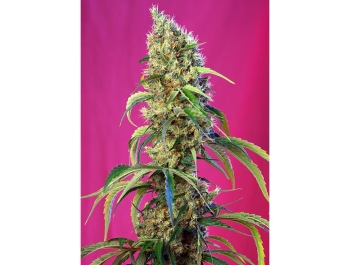 SWEET SEEDS - BLACK JACK CBD FEM (SWS68)