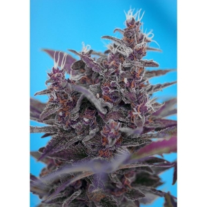 SWEET SEEDS - BLACK CREAM AUTO® FEM (SWS37)