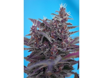 SWEET SEEDS - BLACK CREAM AUTO® FEM (SWS37)