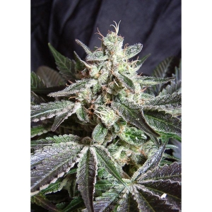 SWEET SEEDS - BLACK JACK® FEM (SWS01)