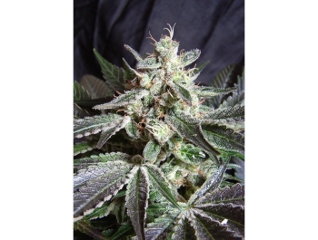 SWEET SEEDS - BLACK JACK® FEM (SWS01)
