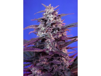 SWEET SEEDS - BLOODY SKUNK AUTO® FEM (SWS44)