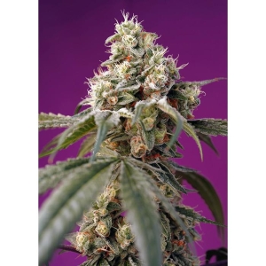 SWEET SEEDS - BRUCE BANNER AUTO® FEM (SWS91)