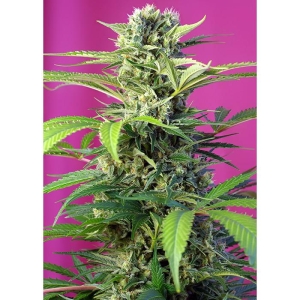 SWEET SEEDS - CHEM BEYOND DIESEL CBD FEM