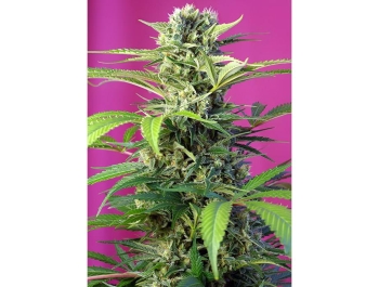 SWEET SEEDS - CHEM BEYOND DIESEL CBD FEM