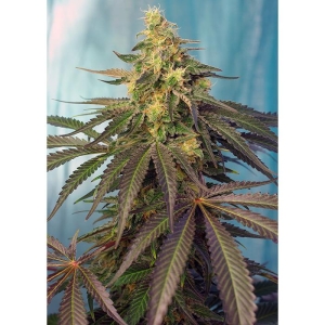 SWEET SEEDS - CREAM CARAMEL CBD® FEM (SWS67) Disponibili fino a fine scorte