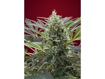 SWEET SEEDS - CREAM 47® FEM (SWS26) Disponibili fino a fine scorte
