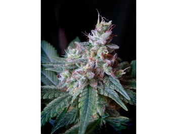 SWEET SEEDS - CREAM CARAMEL® FEM (SWS04)