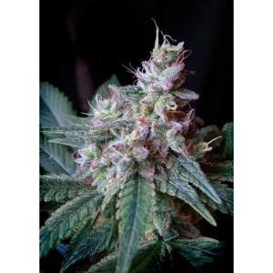 SWEET SEEDS - CREAM CARAMEL F1 FAST VERSION® FEM (SWS40)