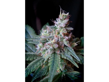 SWEET SEEDS - CREAM CARAMEL F1 FAST VERSION® FEM (SWS40)