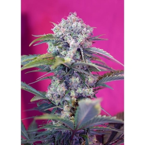 SWEET SEEDS - CREAM MANDARINE AUTO® FEM (SWS29)