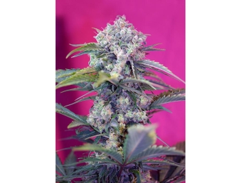 SWEET SEEDS - CREAM MANDARINE AUTO® FEM (SWS29)