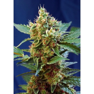 SWEET SEEDS - CREAM MANDARINE XL AUTO® FEM (SWS55)