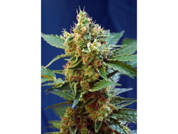 SWEET SEEDS - CREAM MANDARINE XL AUTO® FEM (SWS55)