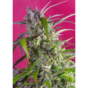 SWEET SEEDS - CRYSTAL CANDY AUTO® FEM (SWS61) Disponibili fino a fine scorte