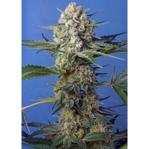 SWEET SEEDS - CRYSTAL CANDY F1 FAST VERSION® FEM (SWS73)