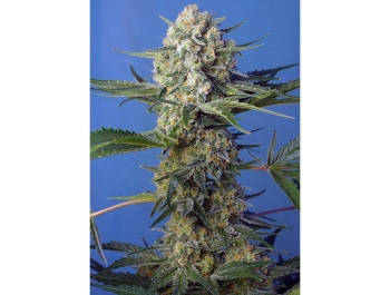 SWEET SEEDS - CRYSTAL CANDY F1 FAST VERSION® FEM (SWS73)