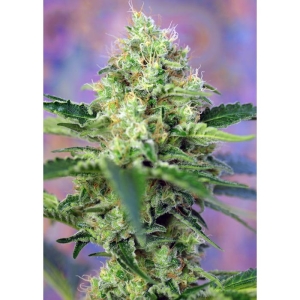 SWEET SEEDS - CRYSTAL CANDY® FEM (SWS58)
