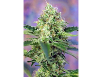 SWEET SEEDS - CRYSTAL CANDY® FEM (SWS58)