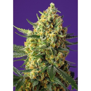 SWEET SEEDS - CRYSTAL CANDY XL AUTO® FEM (SWS87)