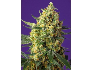 SWEET SEEDS - CRYSTAL CANDY XL AUTO® FEM (SWS87)