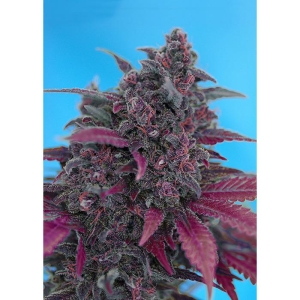 SWEET SEEDS - DARK DEVIL AUTO® FEM (SWS38)