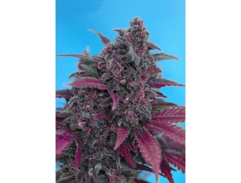 SWEET SEEDS - DARK DEVIL AUTO® FEM (SWS38)