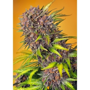 SWEET SEEDS - DIABLO ROJO XL AUTO® FEM (SWS110)