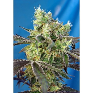 SWEET SEEDS - DO-SWEET-DOS® FEM (SWS80) Disponibili fino a fine scorte