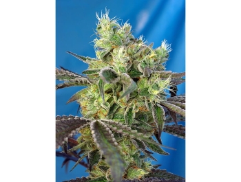 SWEET SEEDS - DO-SWEET-DOS® FEM (SWS80) Disponibili fino a fine scorte