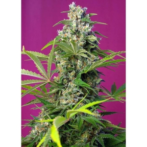 SWEET SEEDS - GORILLA GIRL® FEM (SWS74)