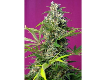 SWEET SEEDS - GORILLA GIRL® FEM (SWS74)
